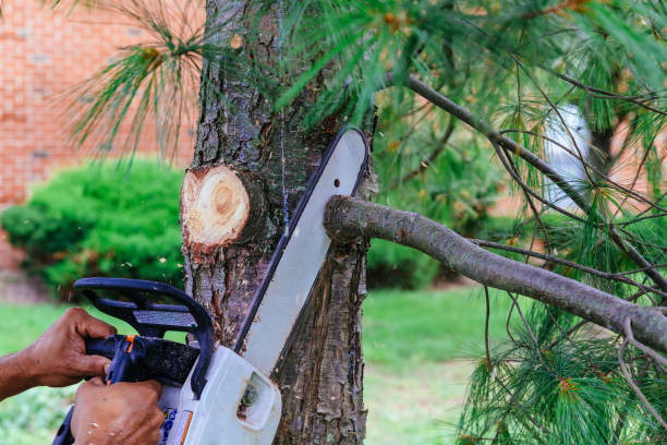 Why Choose Our Tree Removal Services in Spartanburg, SC?